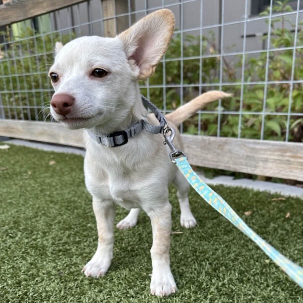 Nina, an adoptable Mixed Breed in Hailey, ID, 83333 | Photo Image 4