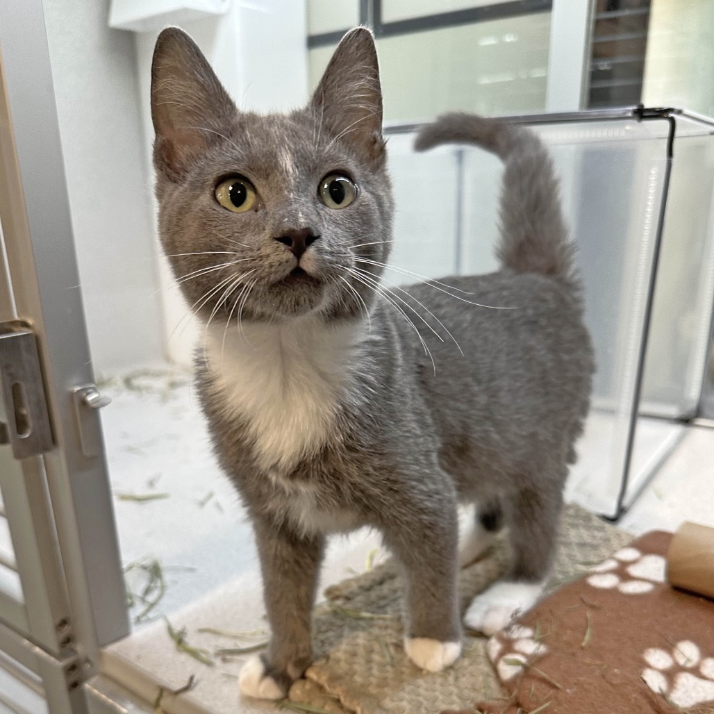 Jerry, an adoptable Domestic Short Hair in Hailey, ID, 83333 | Photo Image 1