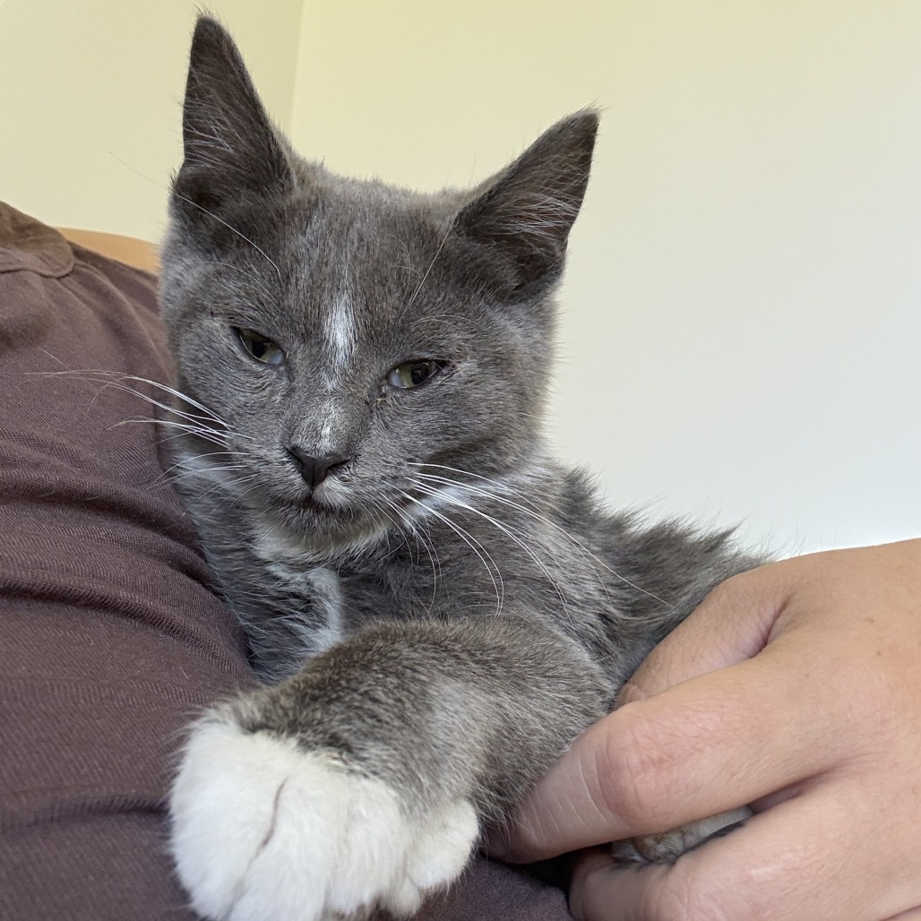 Jerry, an adoptable Domestic Short Hair in Hailey, ID, 83333 | Photo Image 2