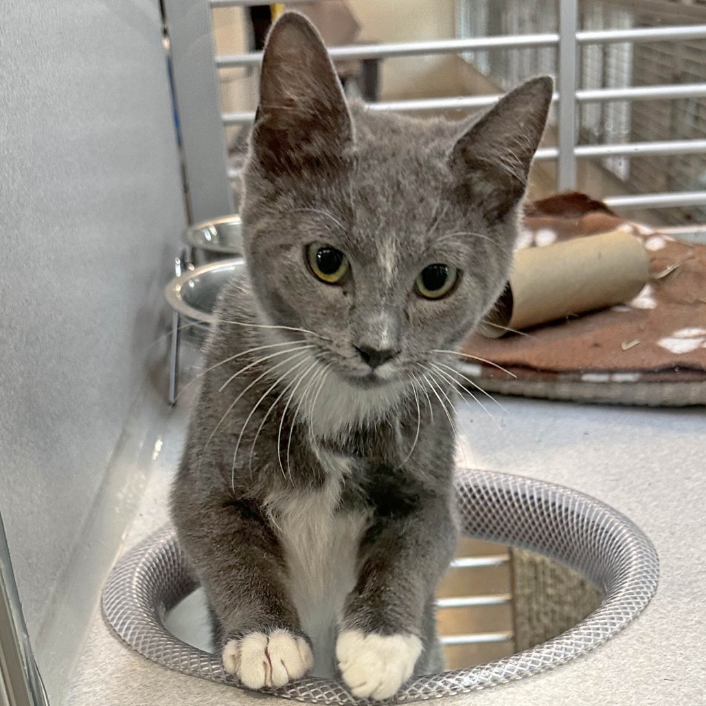Jerry, an adoptable Domestic Short Hair in Hailey, ID, 83333 | Photo Image 3