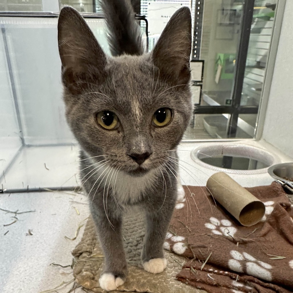 Jerry, an adoptable Domestic Short Hair in Hailey, ID, 83333 | Photo Image 4