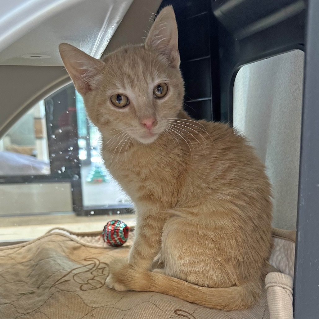 Tom, an adoptable Domestic Short Hair in Hailey, ID, 83333 | Photo Image 1