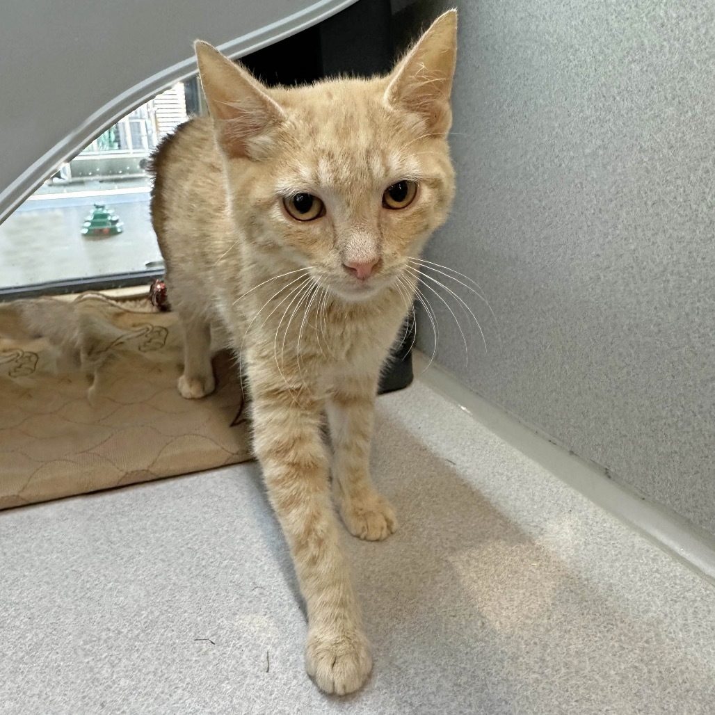 Tom, an adoptable Domestic Short Hair in Hailey, ID, 83333 | Photo Image 2