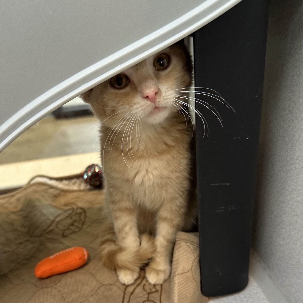 Tom, an adoptable Domestic Short Hair in Hailey, ID, 83333 | Photo Image 3