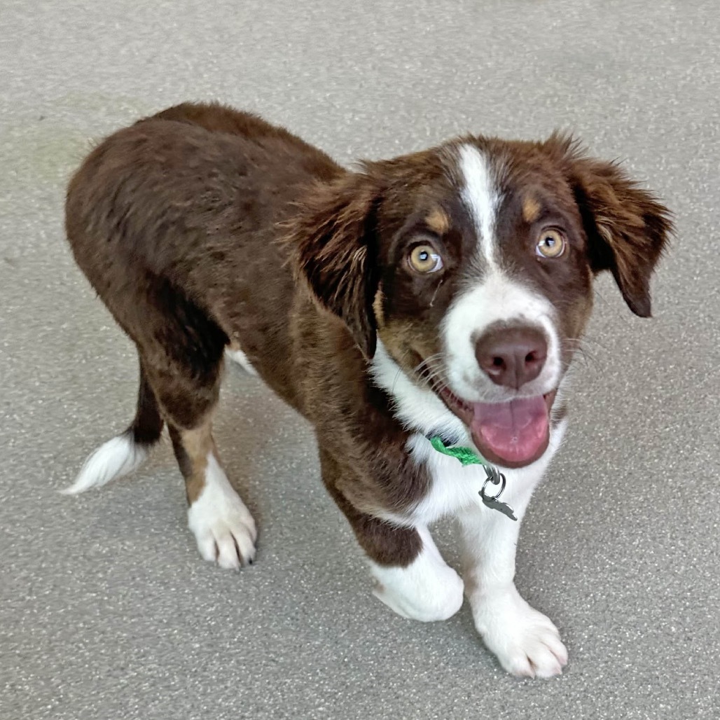 Snickers, an adoptable Mixed Breed in Hailey, ID, 83333 | Photo Image 1