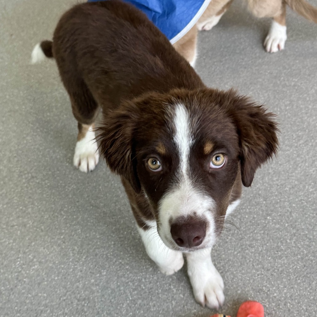 Snickers, an adoptable Mixed Breed in Hailey, ID, 83333 | Photo Image 2