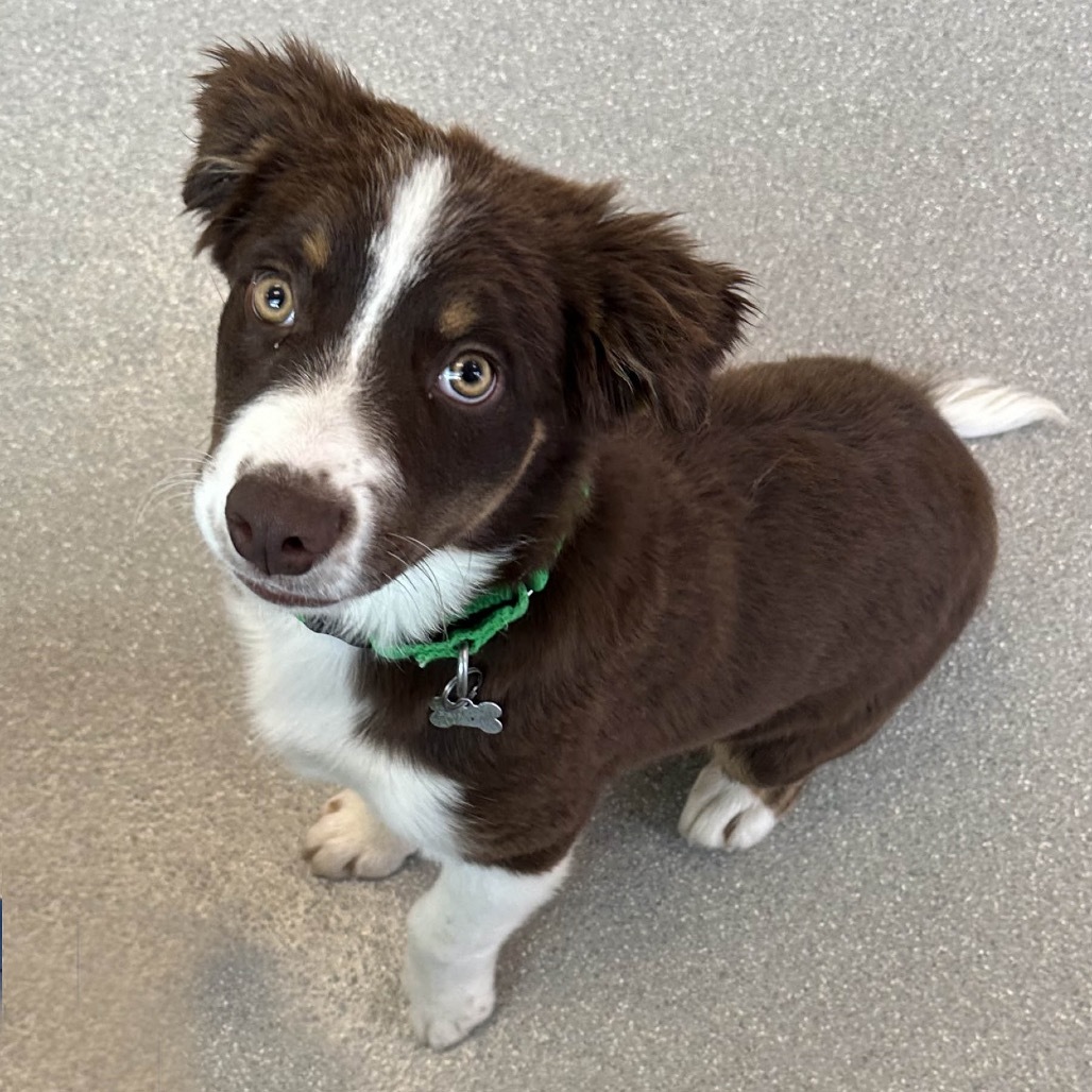 Snickers, an adoptable Mixed Breed in Hailey, ID, 83333 | Photo Image 3