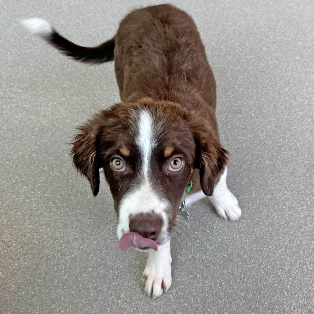 Snickers, an adoptable Mixed Breed in Hailey, ID, 83333 | Photo Image 4