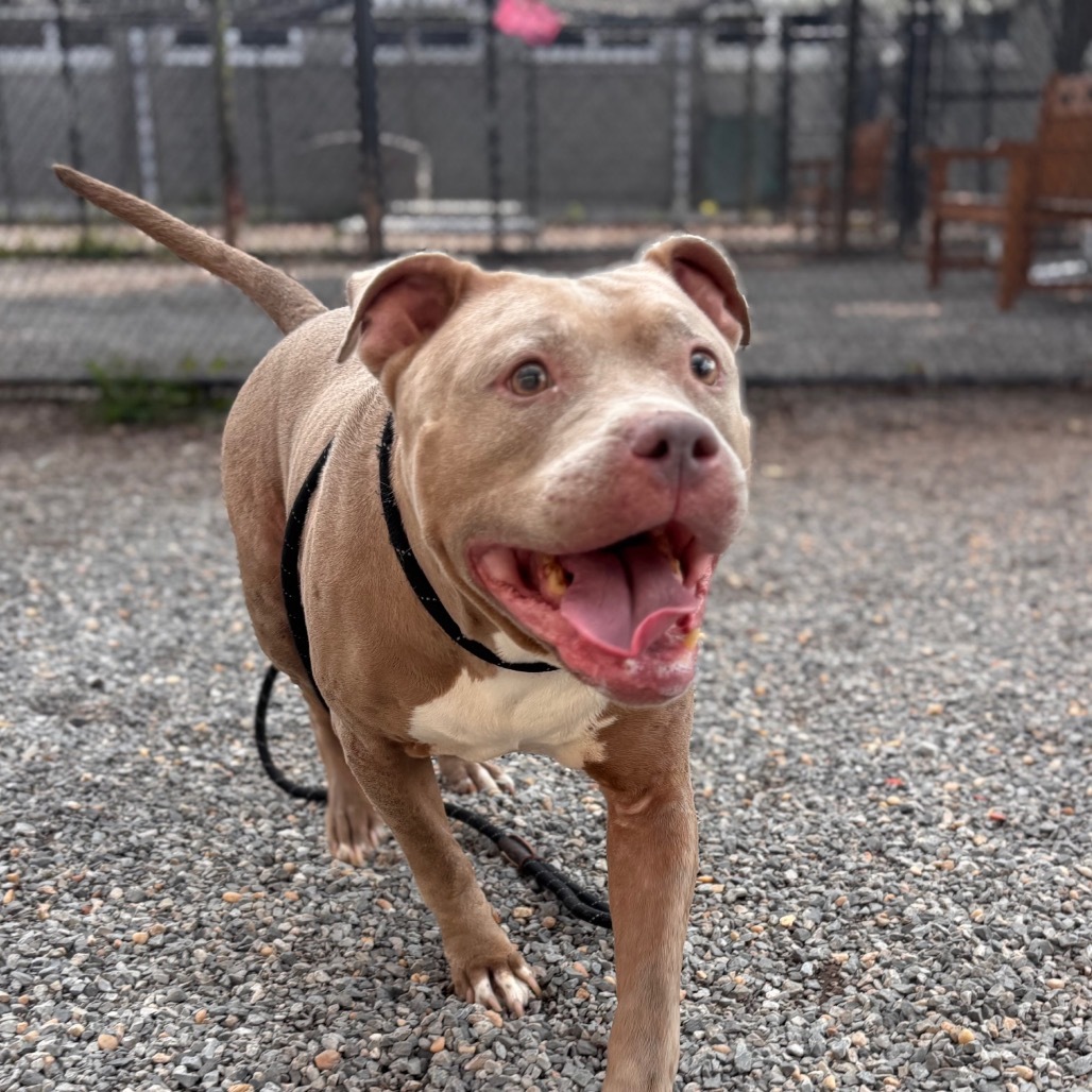 Nova