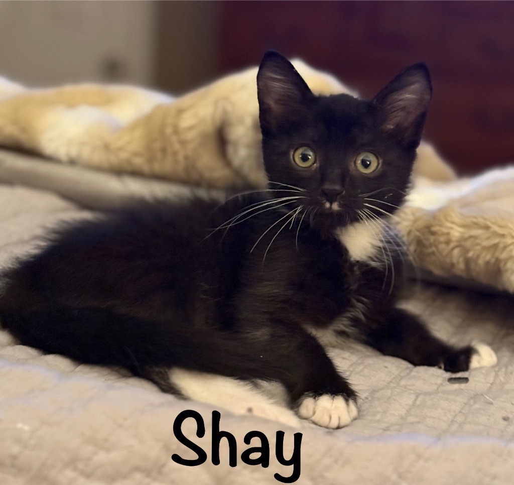 Shay