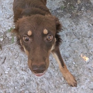 Oscar