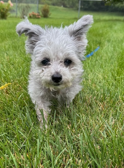Molly