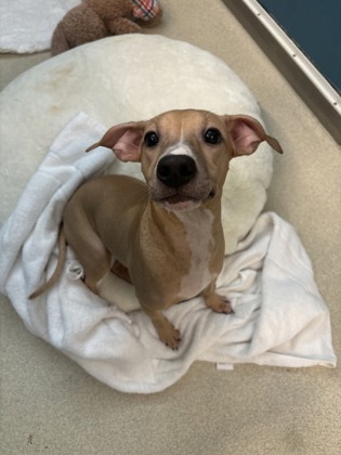 Nila, an adoptable Pit Bull Terrier, Mixed Breed in Honolulu, HI, 96826 | Photo Image 1