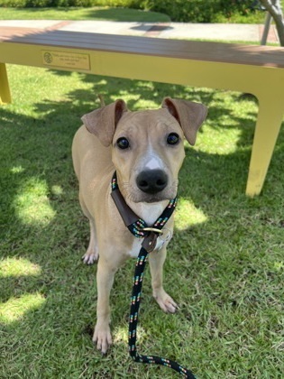 Nila, an adoptable Pit Bull Terrier, Mixed Breed in Honolulu, HI, 96826 | Photo Image 1