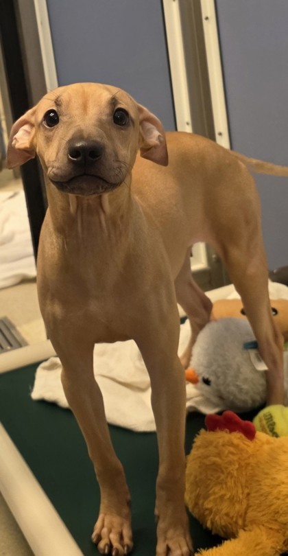 Lila, an adoptable Pit Bull Terrier, Mixed Breed in Honolulu, HI, 96826 | Photo Image 1