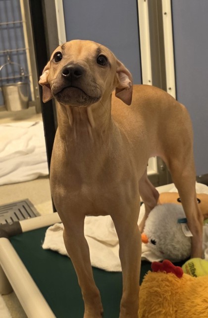 Lila, an adoptable Pit Bull Terrier, Mixed Breed in Honolulu, HI, 96826 | Photo Image 2