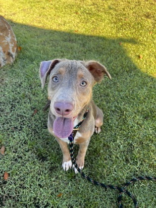 Magic, an adoptable Cattle Dog, Mixed Breed in Honolulu, HI, 96826 | Photo Image 1