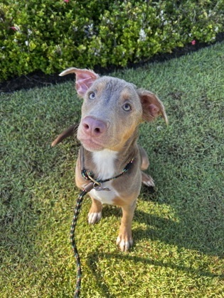 Magic, an adoptable Cattle Dog, Mixed Breed in Honolulu, HI, 96826 | Photo Image 2