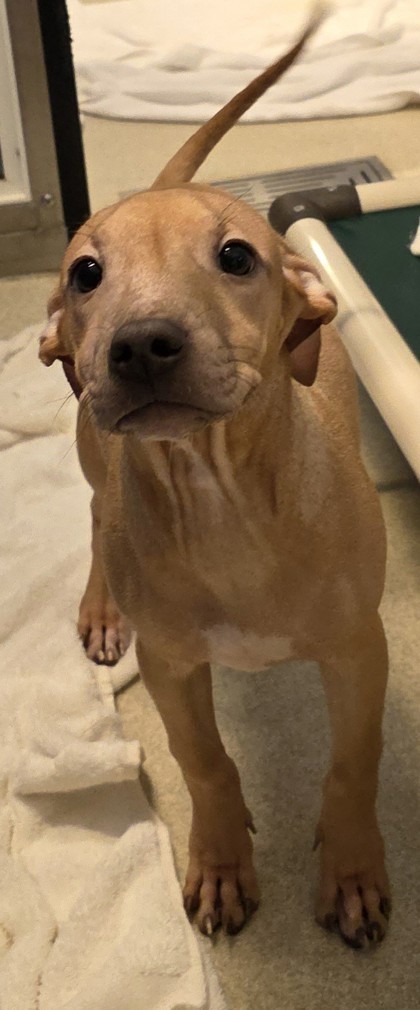 Mila, an adoptable Pit Bull Terrier, Mixed Breed in Honolulu, HI, 96826 | Photo Image 1