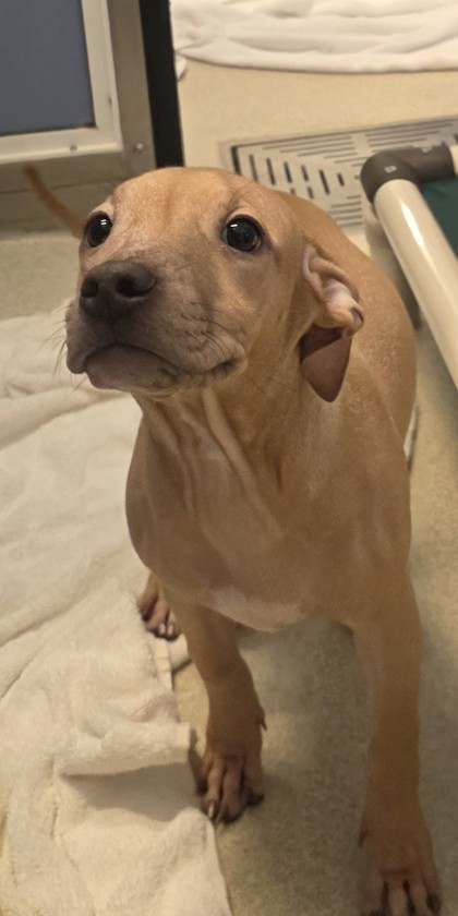 Mila, an adoptable Pit Bull Terrier, Mixed Breed in Honolulu, HI, 96826 | Photo Image 2