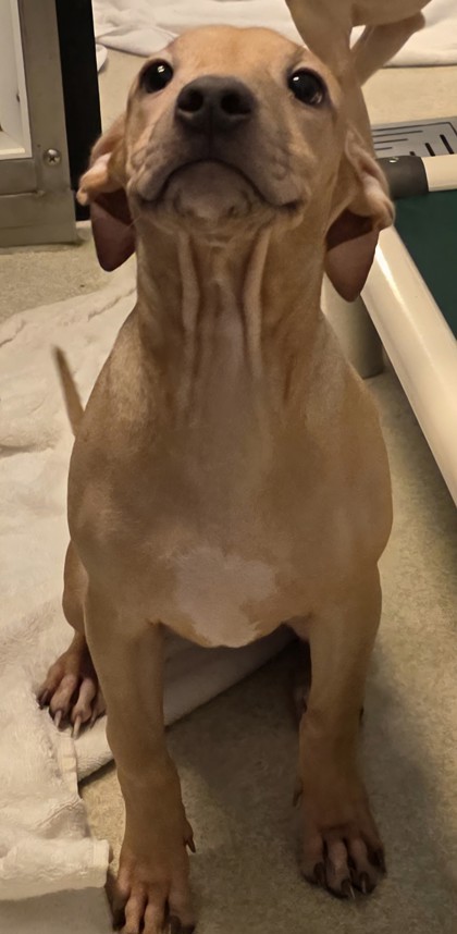 Mila, an adoptable Pit Bull Terrier, Mixed Breed in Honolulu, HI, 96826 | Photo Image 3