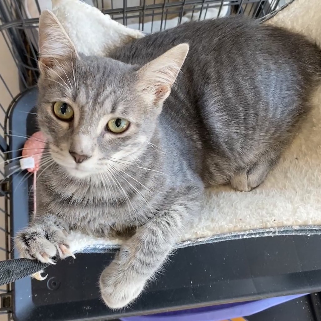 Colter (C000-494) - Costa Mesa Location