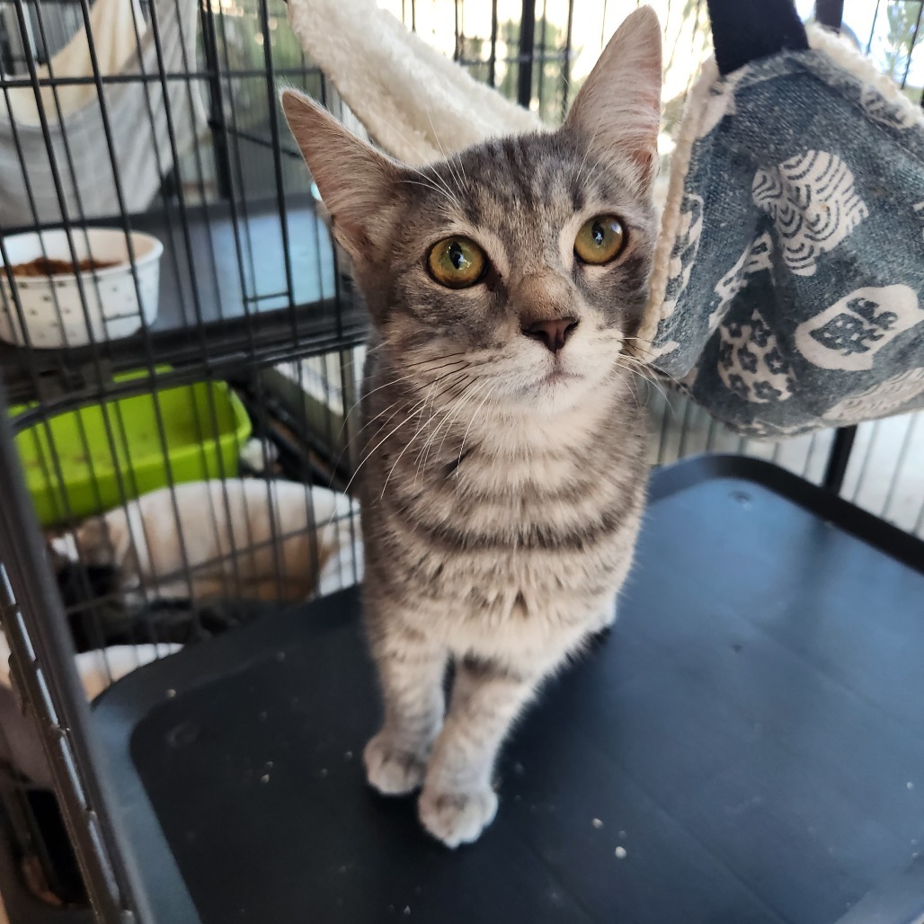 Colter (C000-494) - Costa Mesa Location