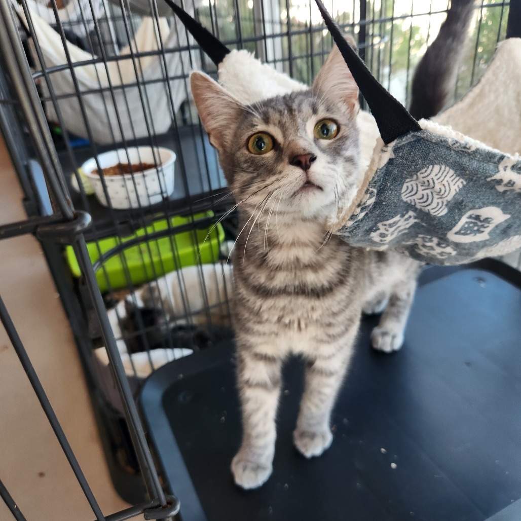 Colter (C000-494) - Costa Mesa Location