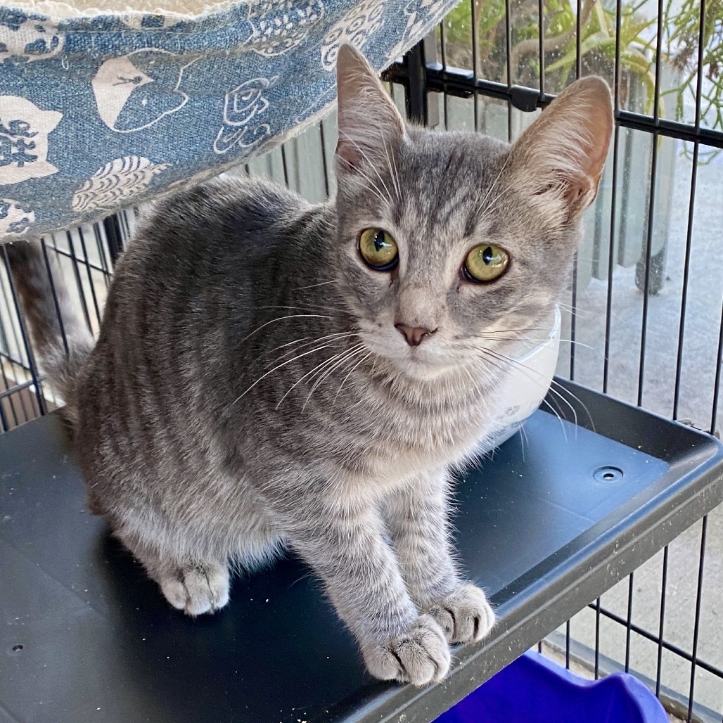 Colter (C000-494) - Costa Mesa Location