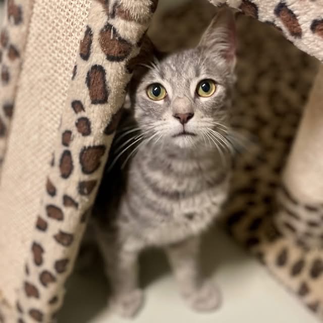 Colter (C000-494) - Costa Mesa Location