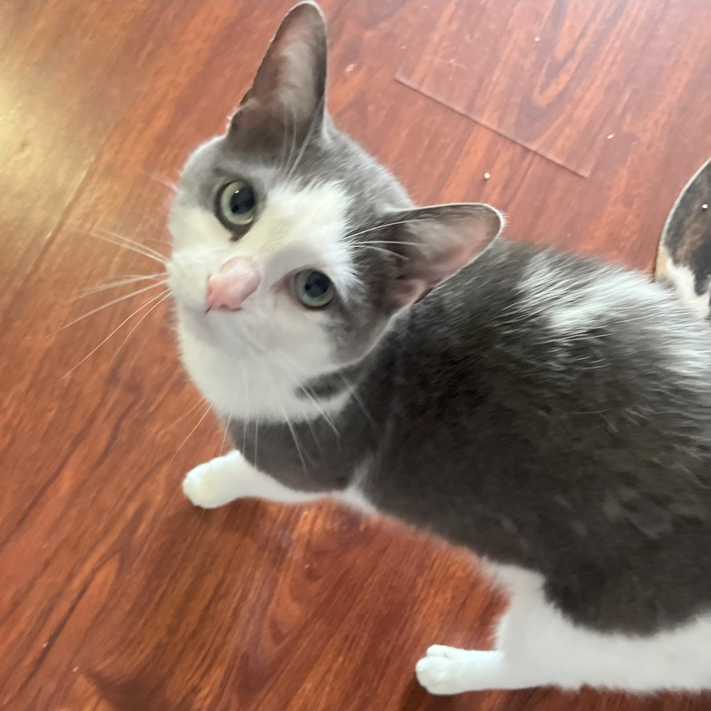 Meowdeline