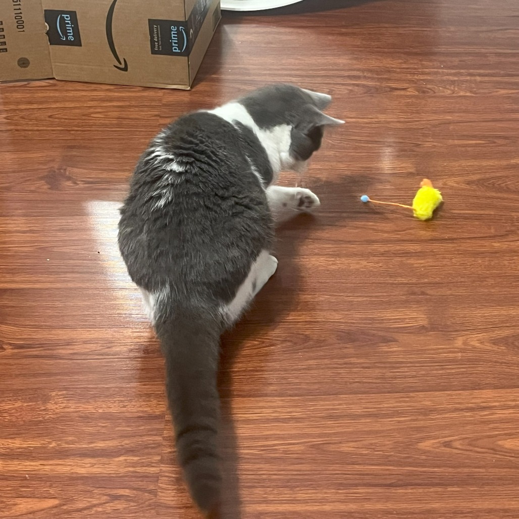 Meowdeline