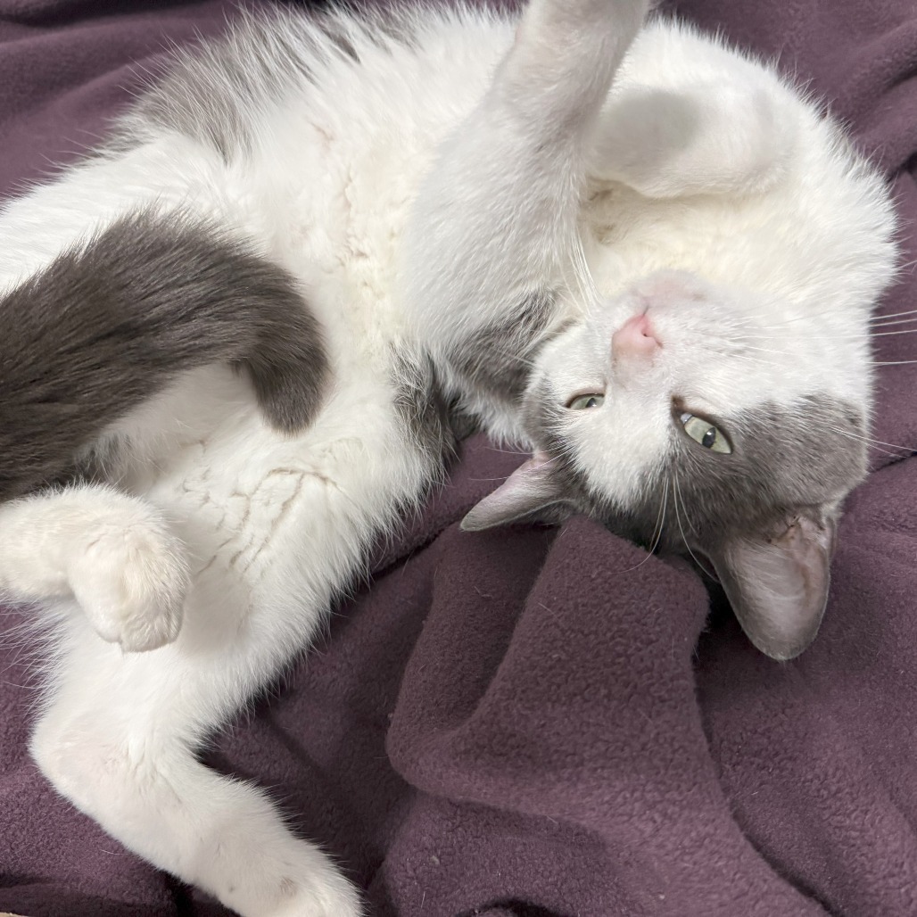 Meowdeline