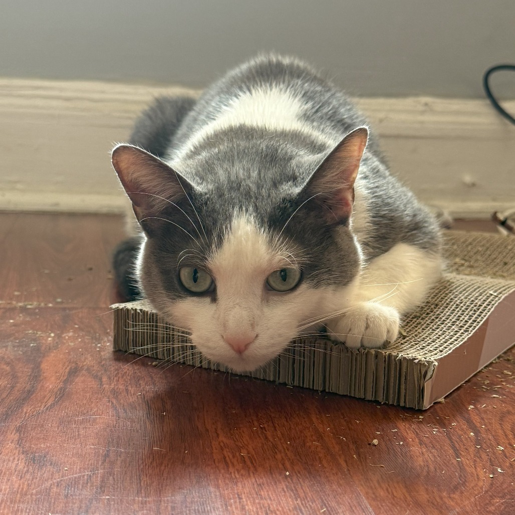 Meowdeline