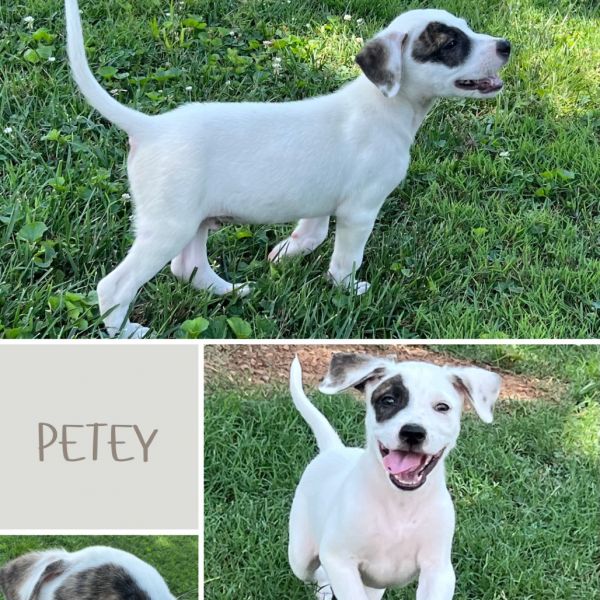 Petey thumbnail 3