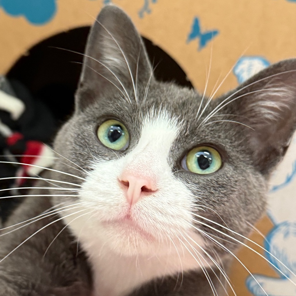 Bartholomeow