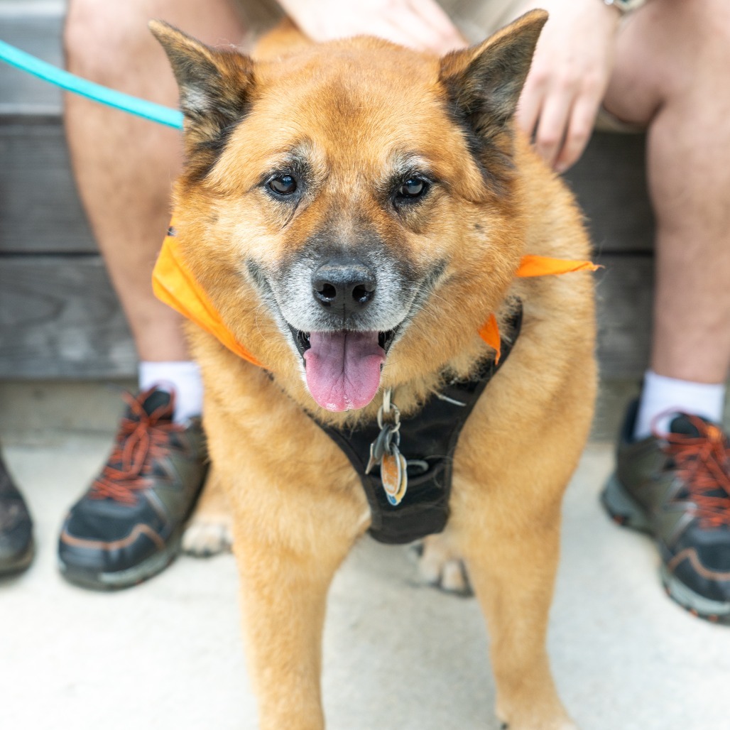 Liam, an adoptable Keeshond, Shepherd in Durham, NC, 27709 | Photo Image 1