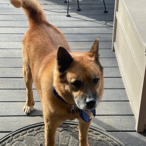 Liam, an adoptable Keeshond, Shepherd in Durham, NC, 27709 | Photo Image 2