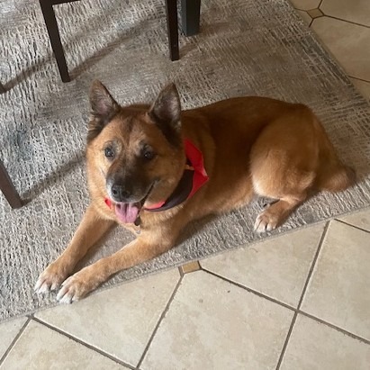 Liam, an adoptable Keeshond, Shepherd in Durham, NC, 27709 | Photo Image 3