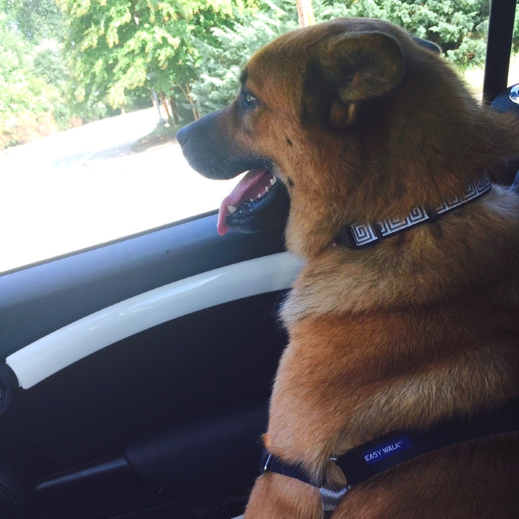 Liam, an adoptable Keeshond, Shepherd in Durham, NC, 27709 | Photo Image 4