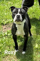 Roxy