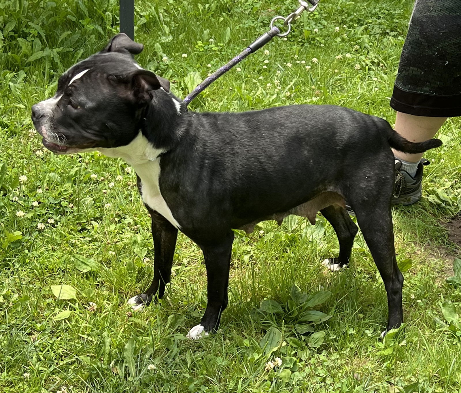 Roxy