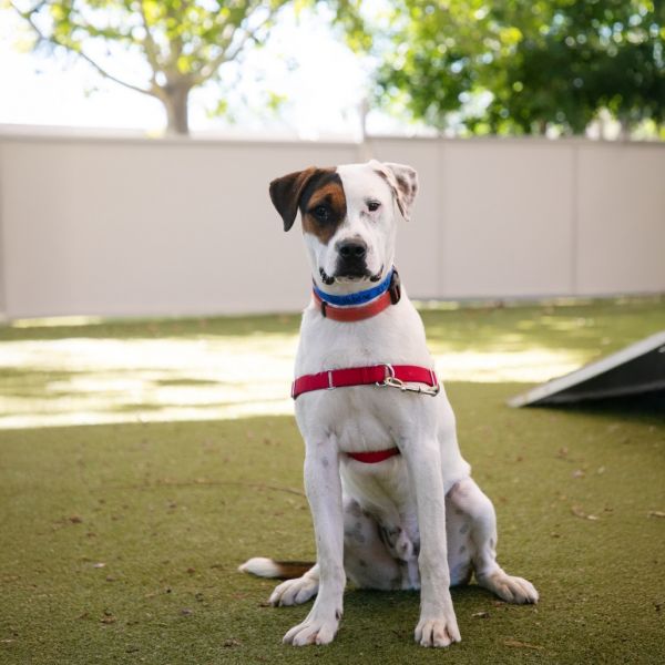 Wishbone