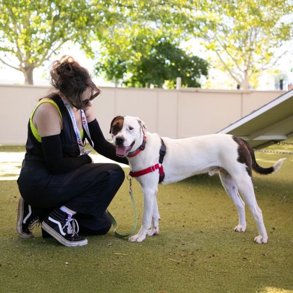 Wishbone thumbnail 2