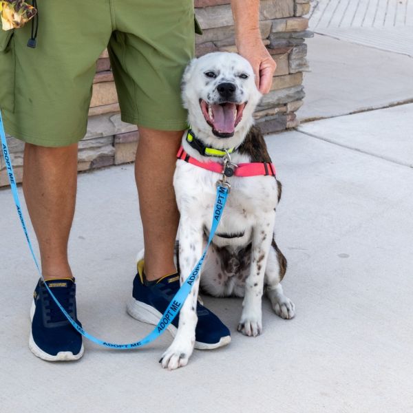 Jabba The Pup thumbnail 4