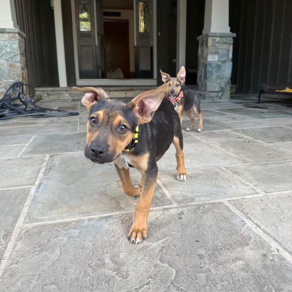 Hero Pup: Batman
