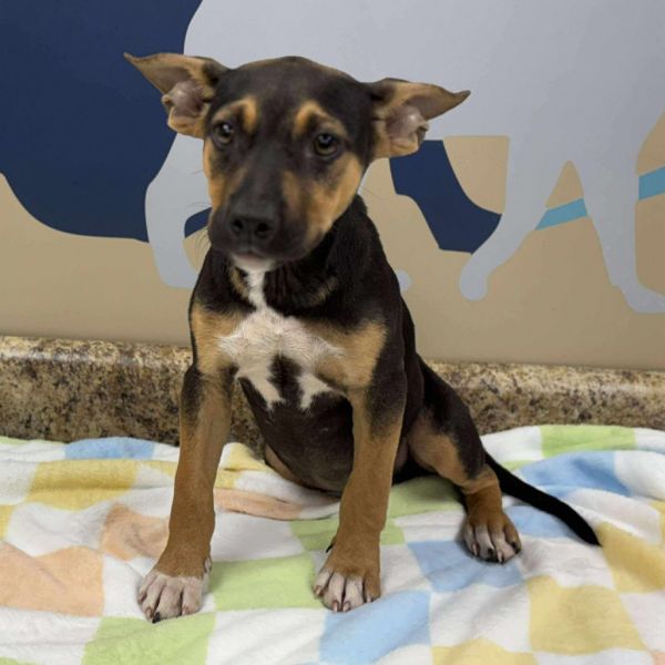 Hero Pup: Batgirl