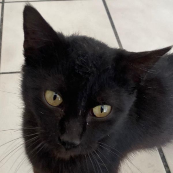 Toothless