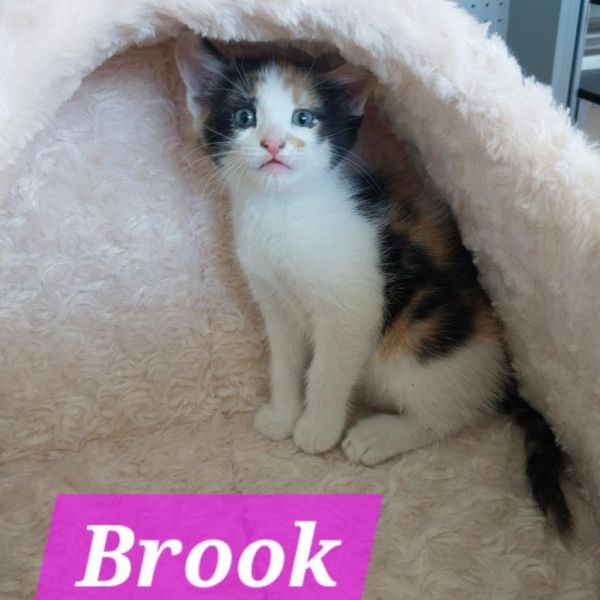 Brook thumbnail 4