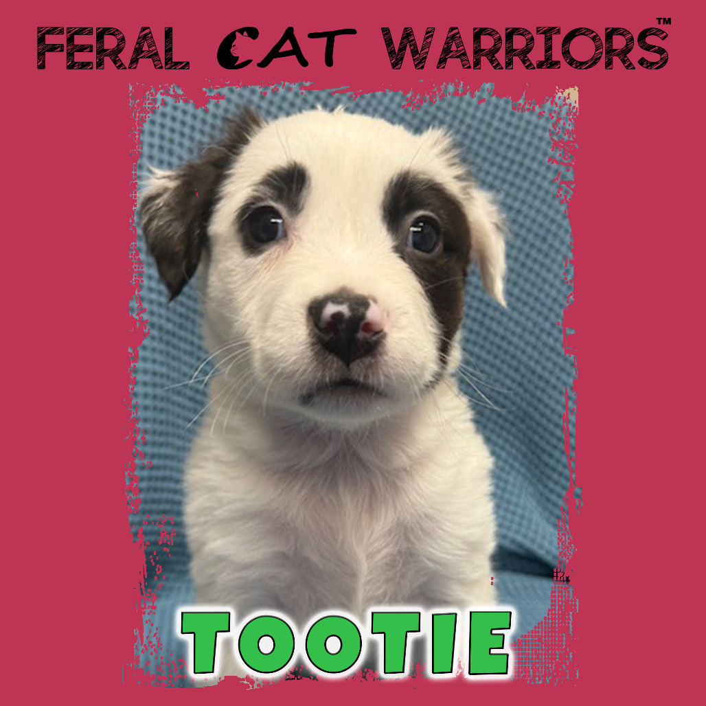 Tootie, an adoptable Border Collie in Kingman, AZ, 86401 | Photo Image 1